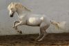 Tony Stromberg.Equine Phontography